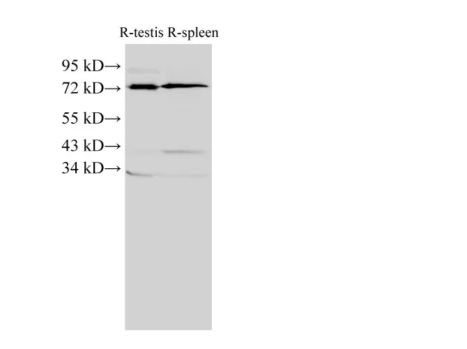 ANXA6 Polyclonal Antibody - image 1