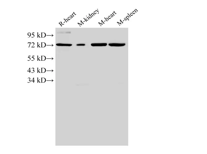 ANXA6 Polyclonal Antibody - image 2