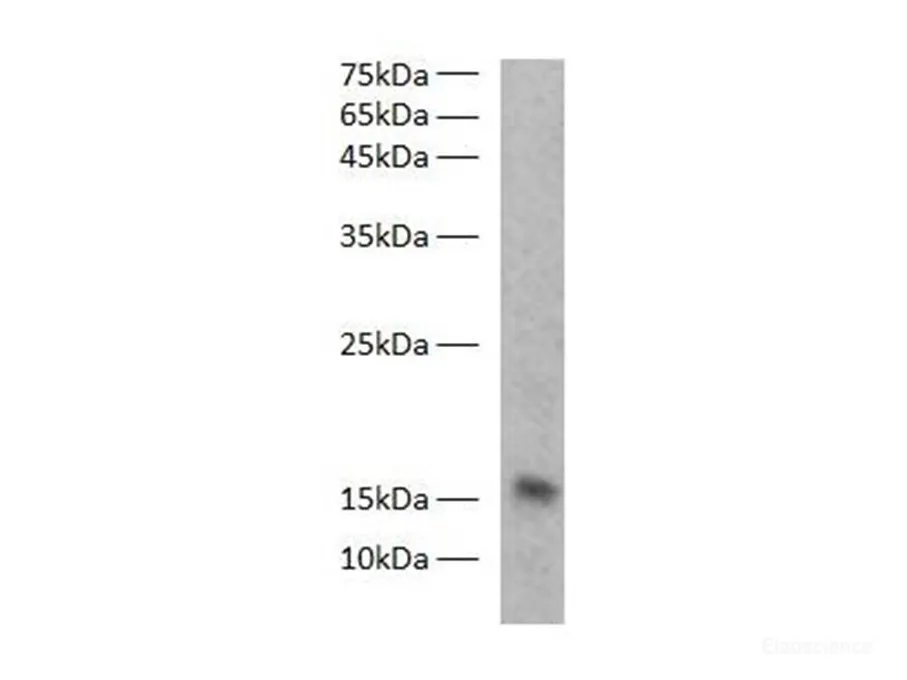 FABP3 Polyclonal Antibody - image 1