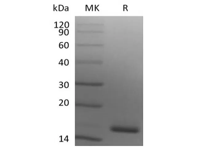 Recombinant Human Ig lambda constant 2 (C-6His) - image 2