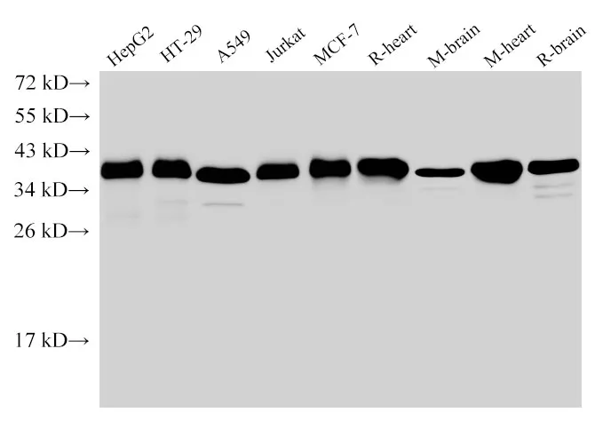 GAPDH Polyclonal Antibody - image 2