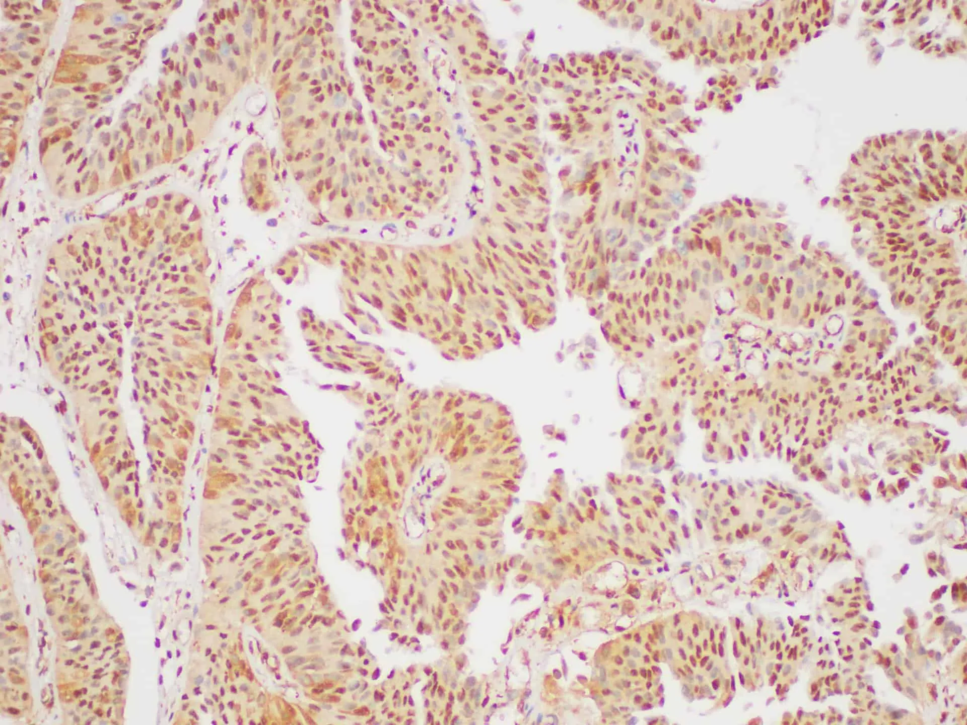 GAPDH Polyclonal Antibody - image 3