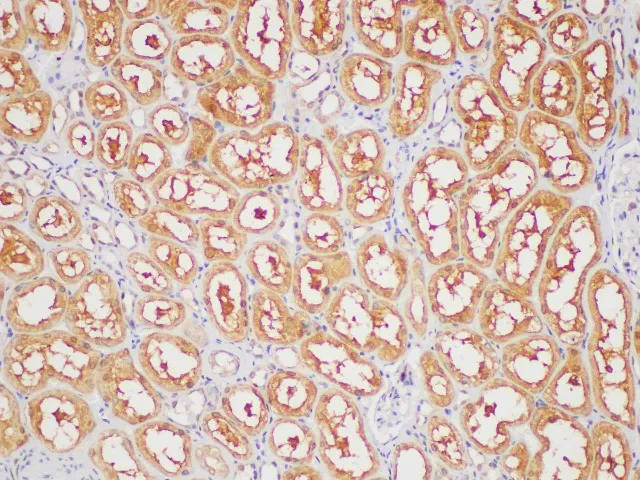 GAPDH Polyclonal Antibody - image 4