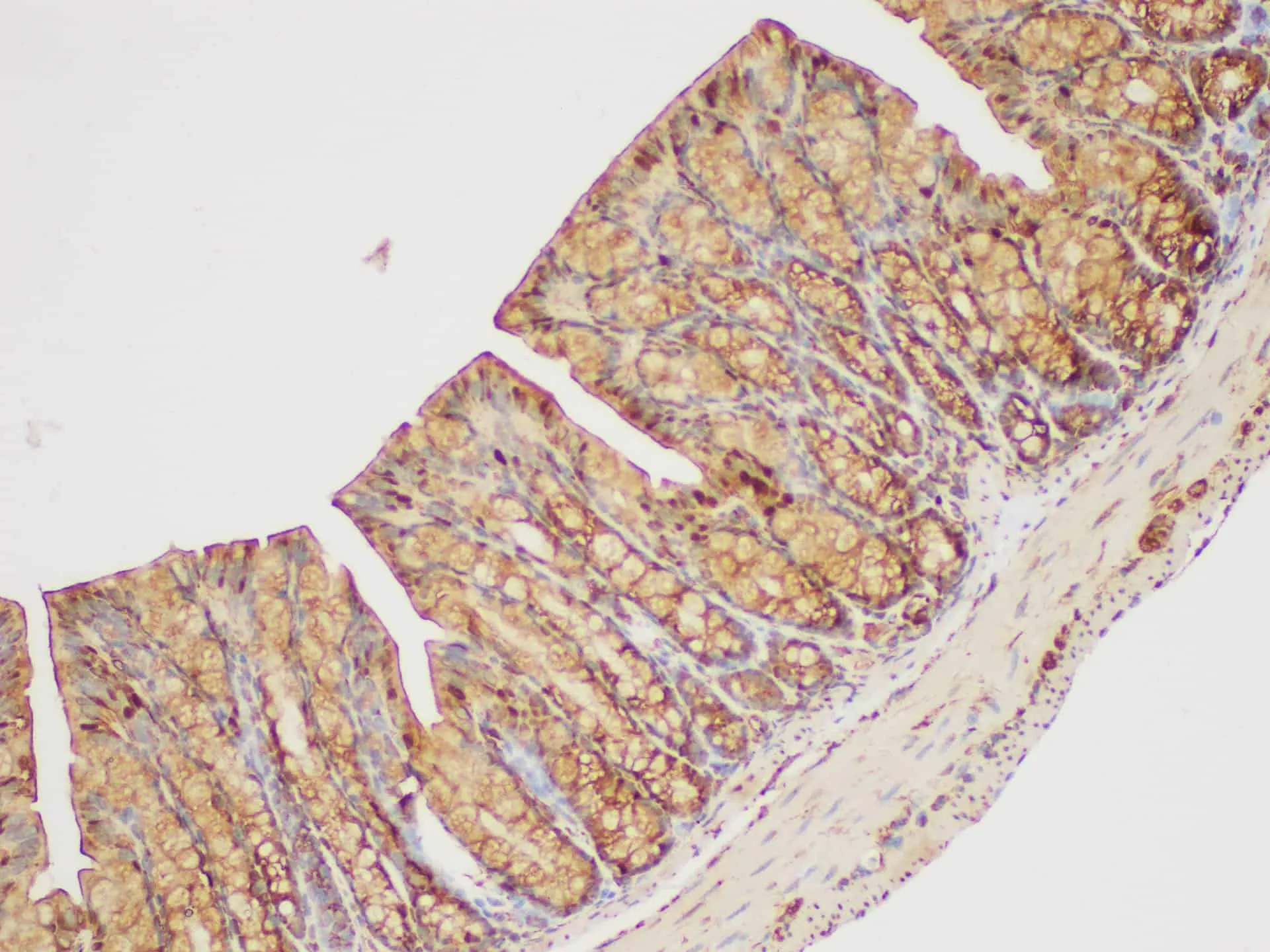 GAPDH Polyclonal Antibody - image 5