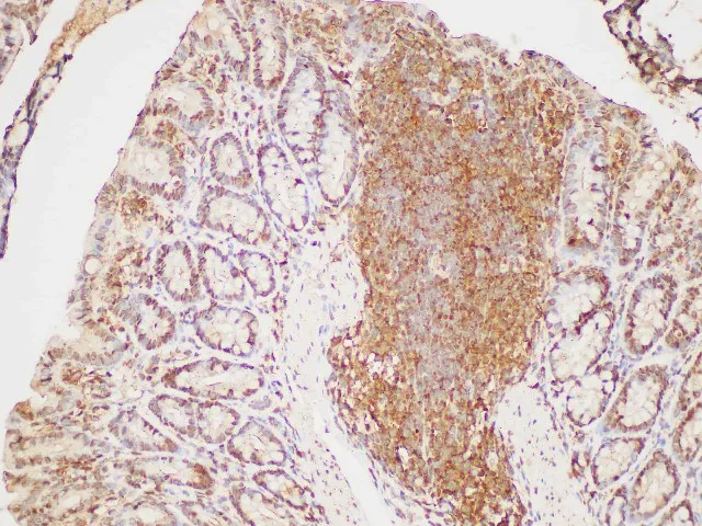 GAPDH Polyclonal Antibody - image 6