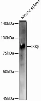 IKK beta Polyclonal Antibody - image 1