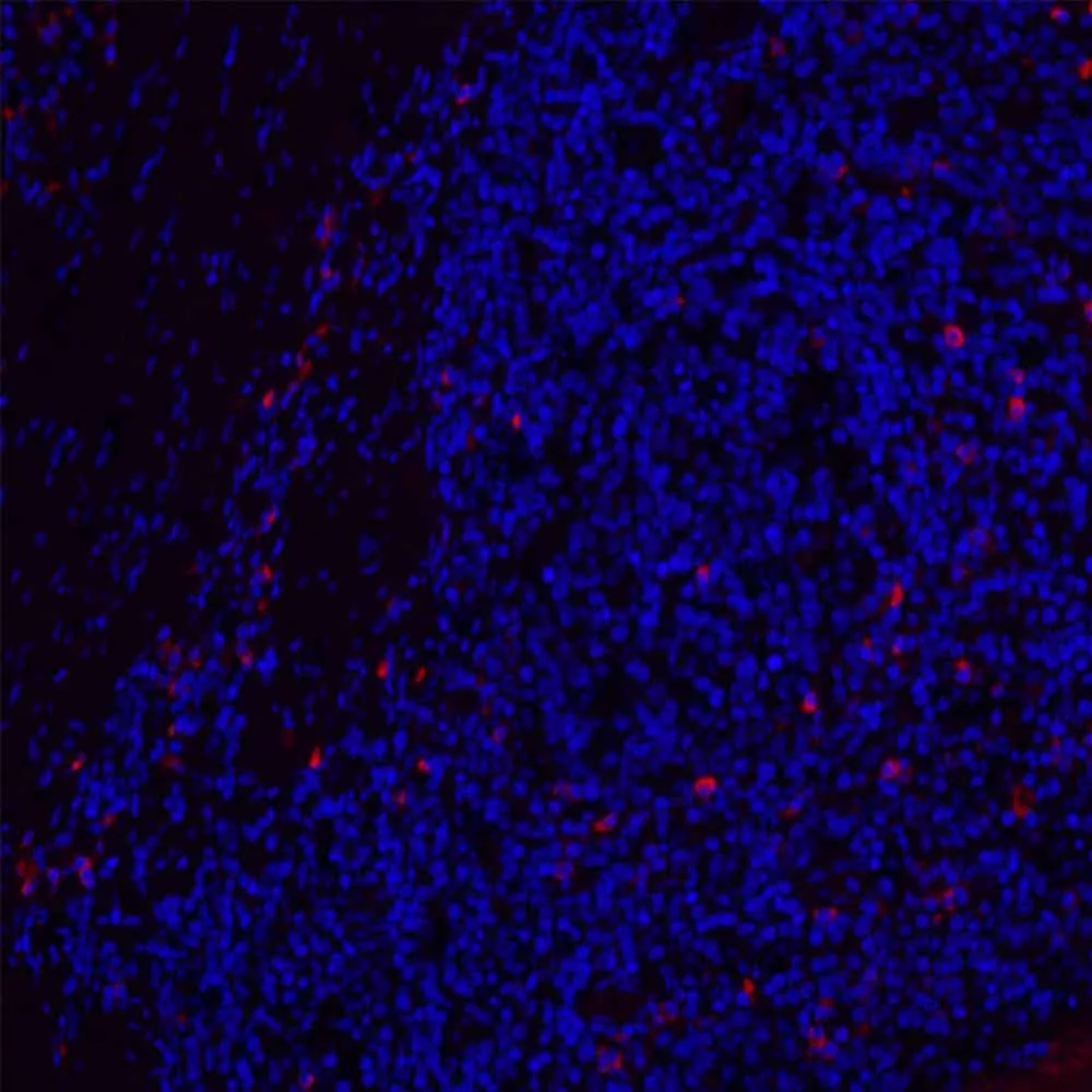 CD19 Polyclonal Antibody - image 2