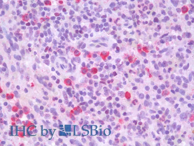 CD19 Polyclonal Antibody - image 3