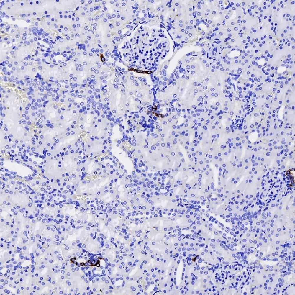COX2 Polyclonal Antibody - image 2