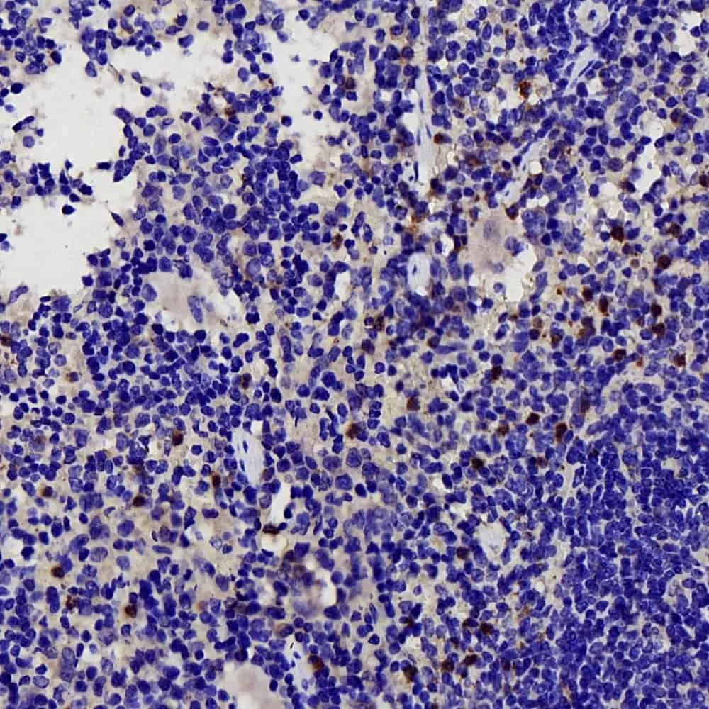COX2 Polyclonal Antibody - image 3
