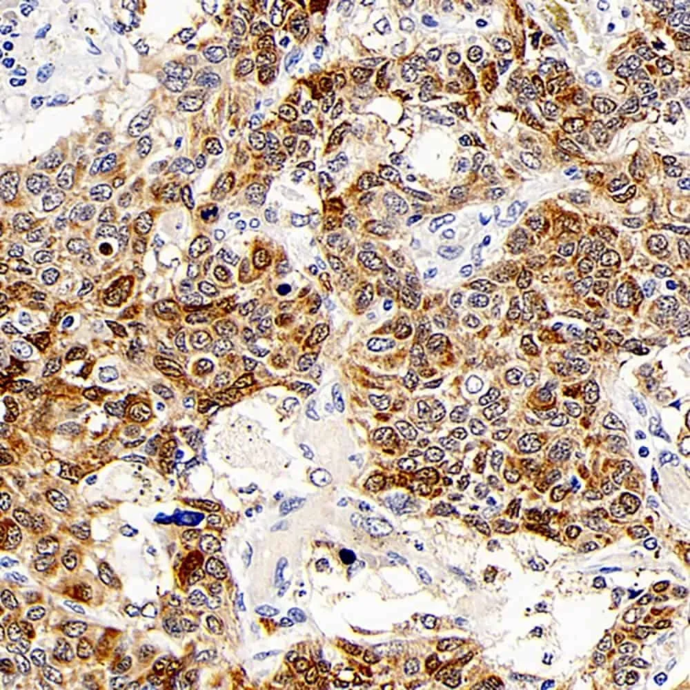 CD107b Polyclonal Antibody - image 1