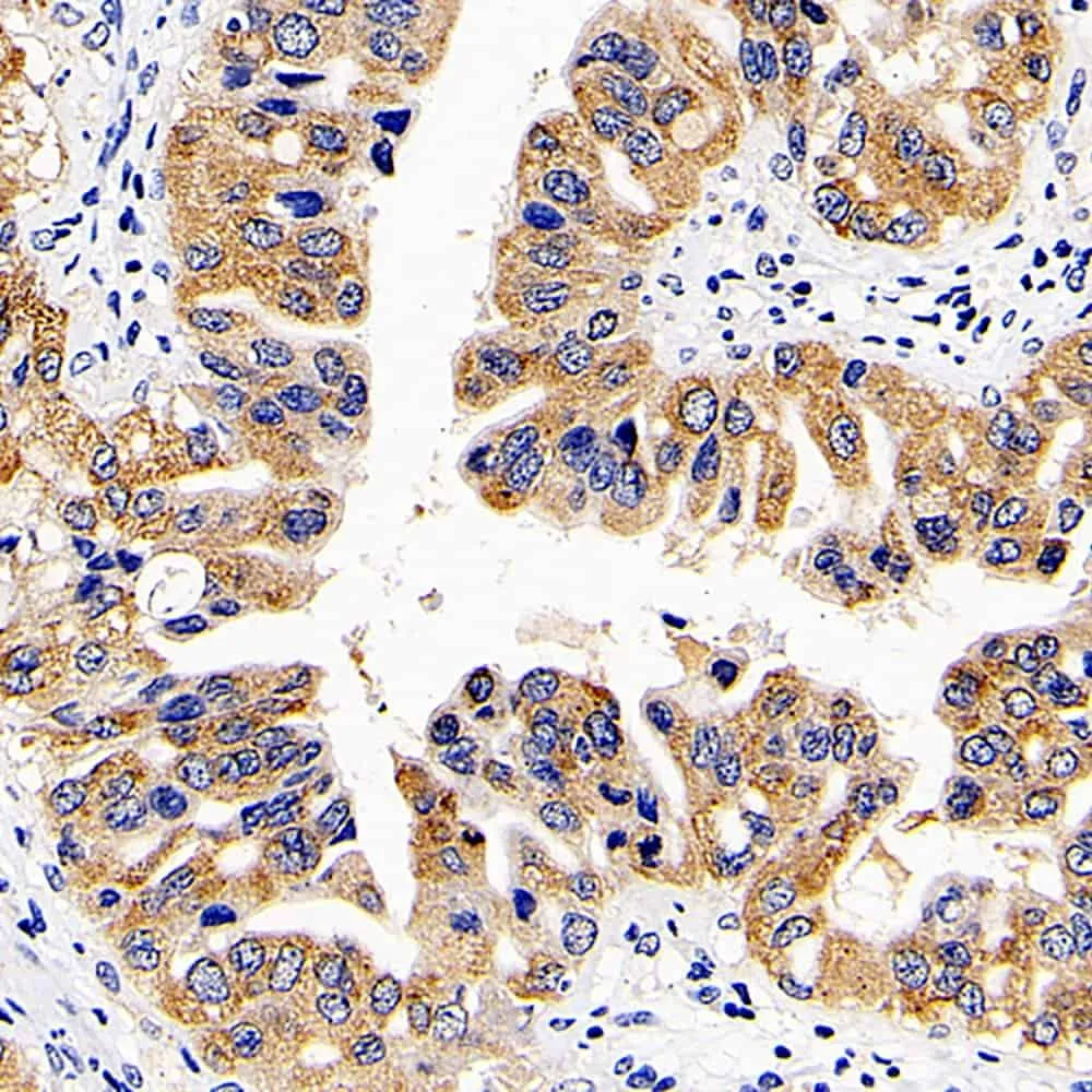 CD107b Polyclonal Antibody - image 2