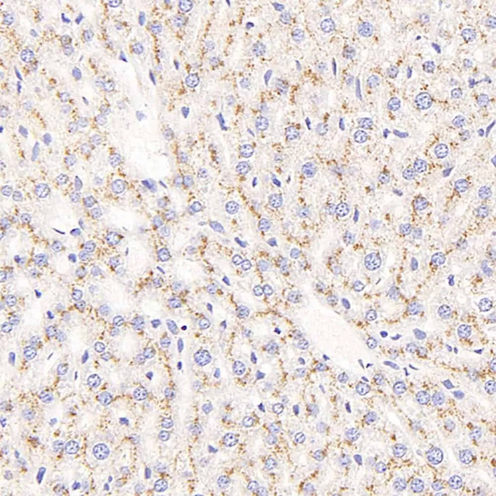 CD107b Polyclonal Antibody - image 3