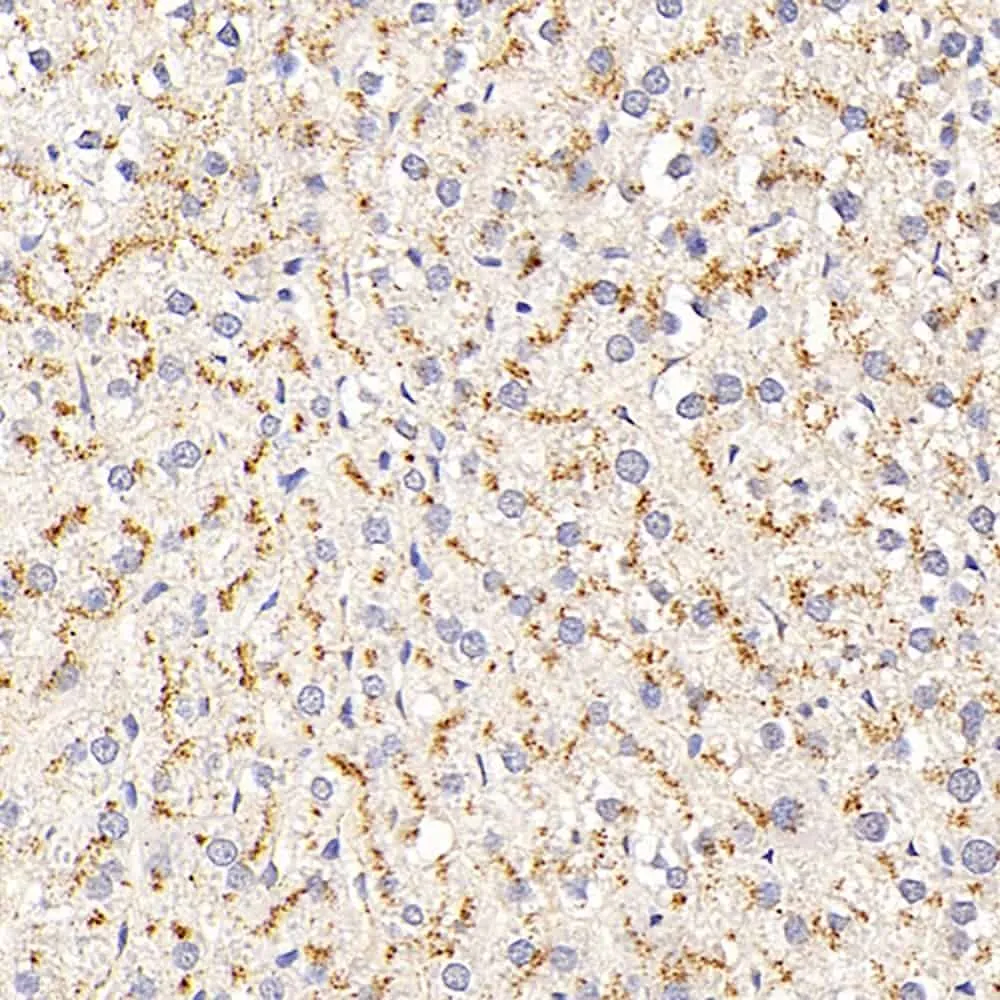 CD107b Polyclonal Antibody - image 4