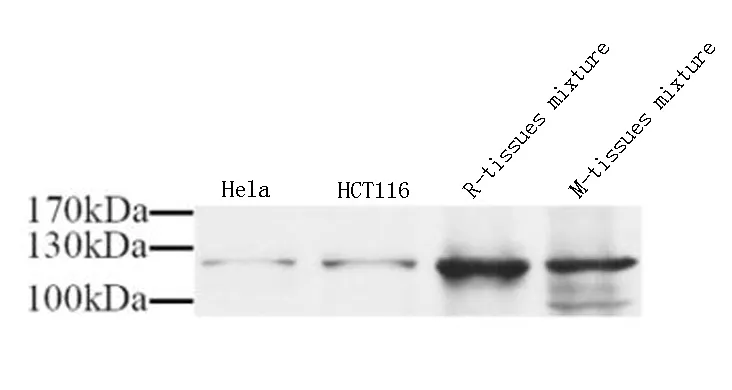 NOS3 Polyclonal Antibody - image 1