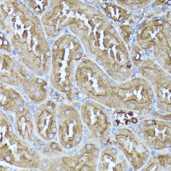 DLAT Polyclonal Antibody - image 1