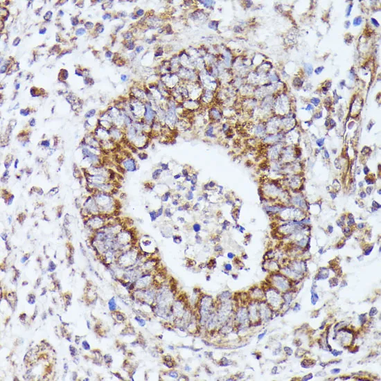 DLAT Polyclonal Antibody - image 2