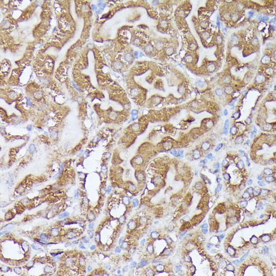 DLAT Polyclonal Antibody - image 3