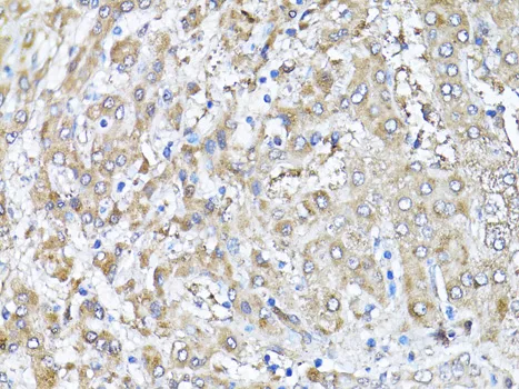 Snail Polyclonal Antibody - image 2