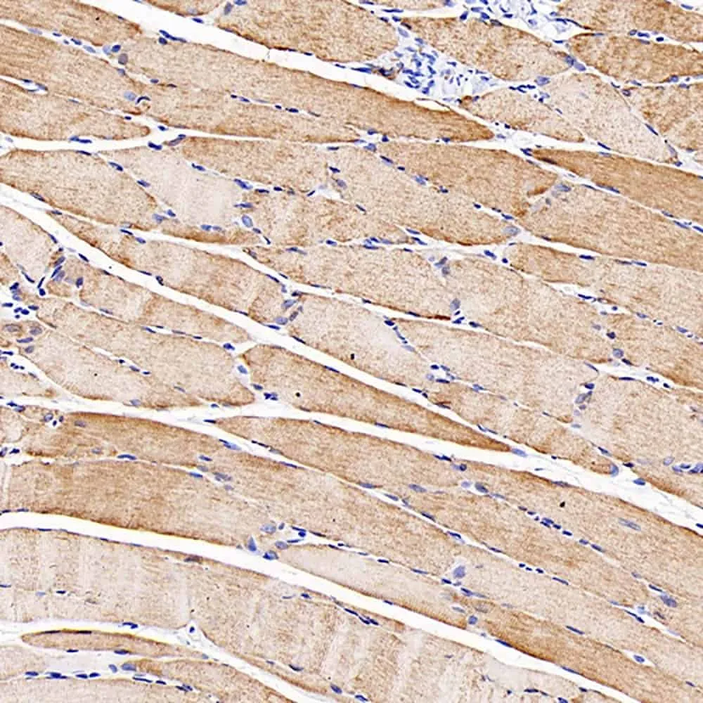 Desmin Polyclonal Antibody - image 2