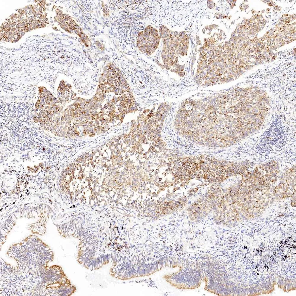 CYCS Polyclonal Antibody - image 1