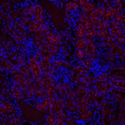 CYCS Polyclonal Antibody - image 2