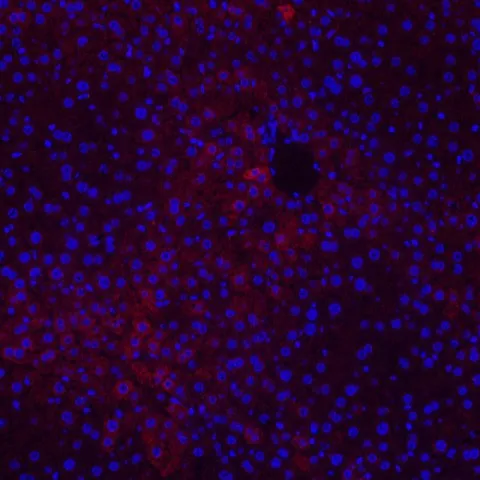 CYCS Polyclonal Antibody - image 3