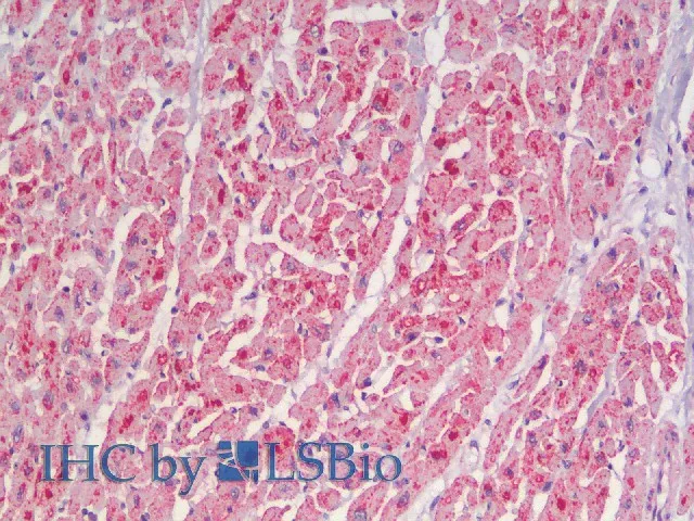 CYCS Polyclonal Antibody - image 4