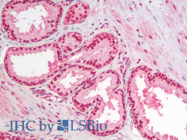 IkB alpha Polyclonal Antibody - image 3