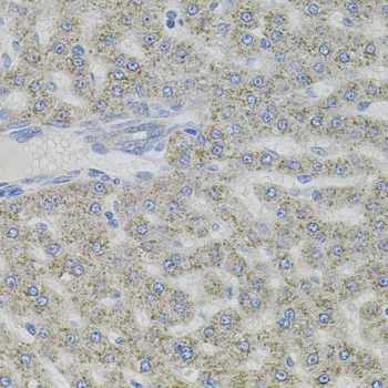 VIP Polyclonal Antibody - image 1