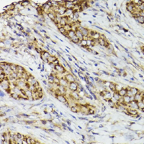 Cox2 Polyclonal Antibody - image 2