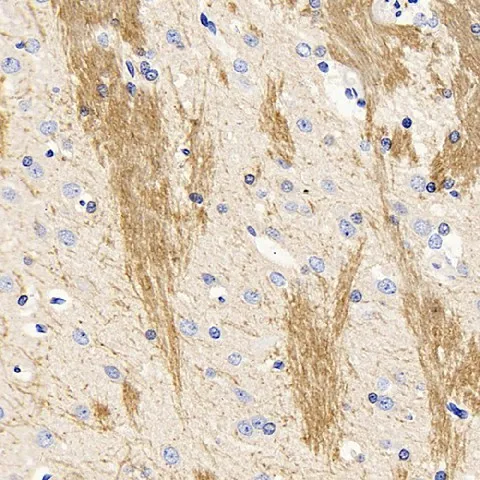 MBP Polyclonal Antibody - image 1