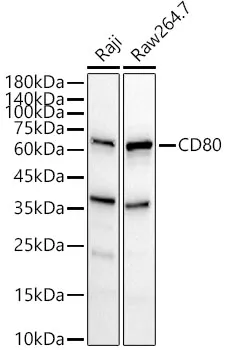 CD80 Polyclonal Antibody - image 1