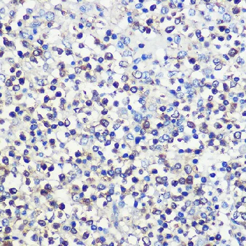 CD80 Polyclonal Antibody - image 2