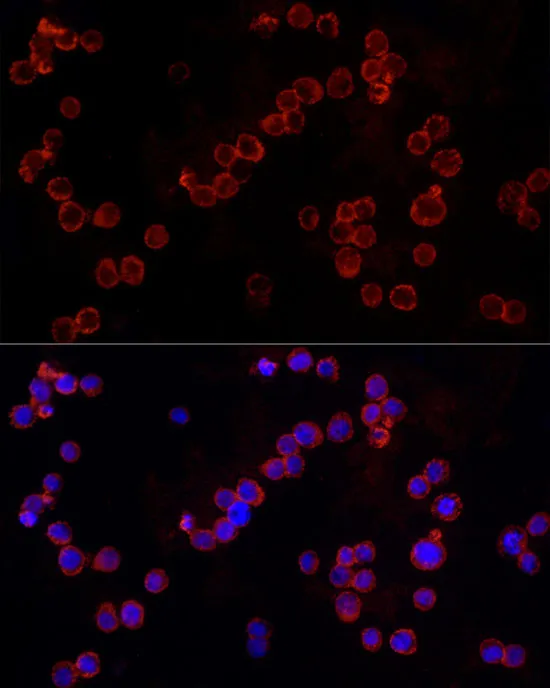 NLRC4 Polyclonal Antibody - image 1