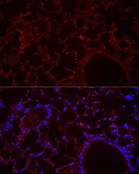 NLRC4 Polyclonal Antibody - image 3
