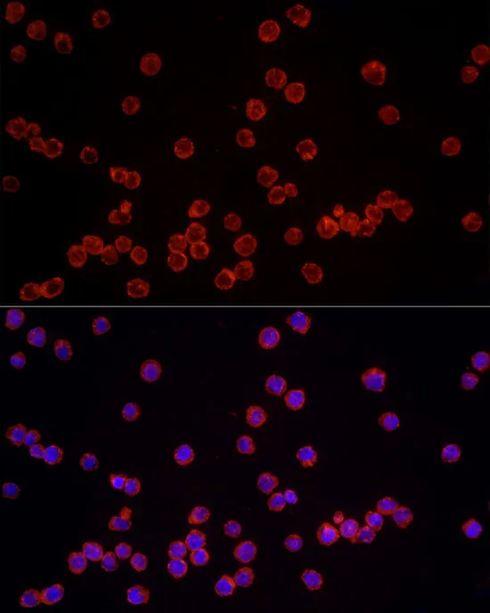 NLRC4 Polyclonal Antibody - image 4