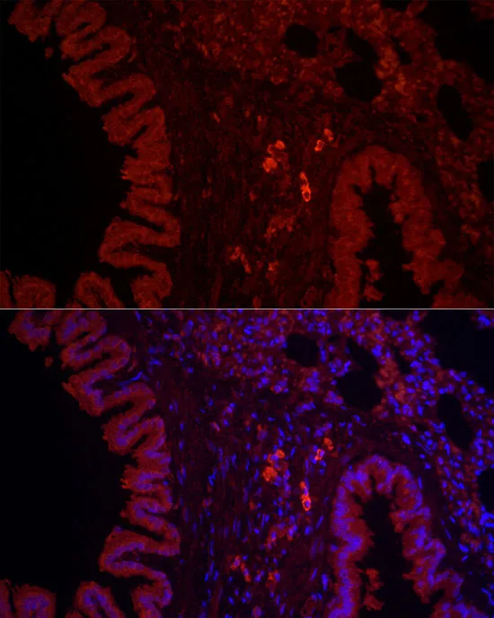 NLRC4 Polyclonal Antibody - image 5