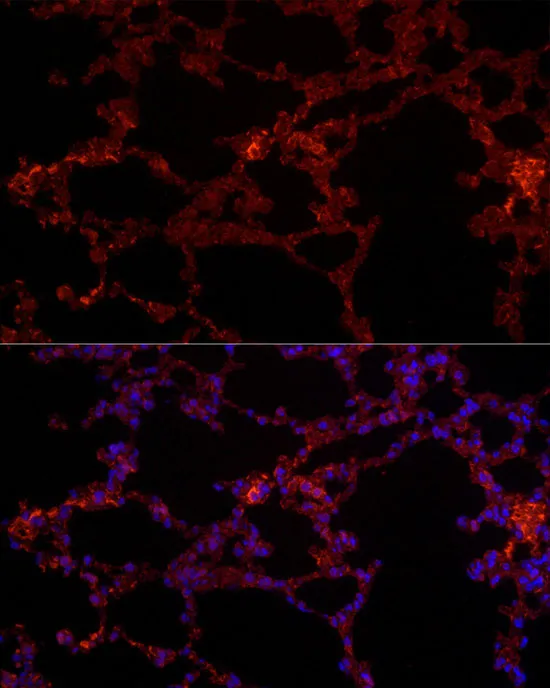 NLRC4 Polyclonal Antibody - image 6