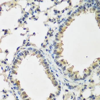 BMP2 Polyclonal Antibody - image 2