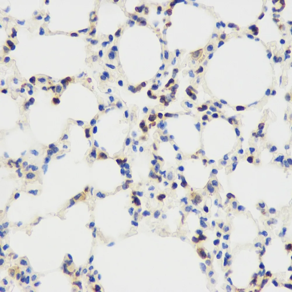 CD45 Polyclonal Antibody - image 2