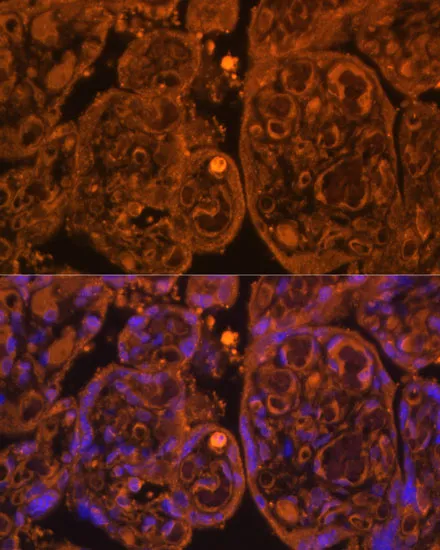 CD34 Polyclonal Antibody - image 1