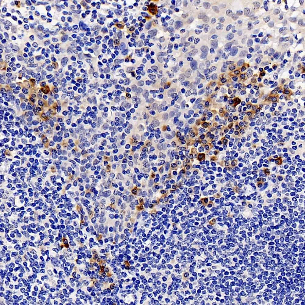 CASP1 Polyclonal Antibody - image 1