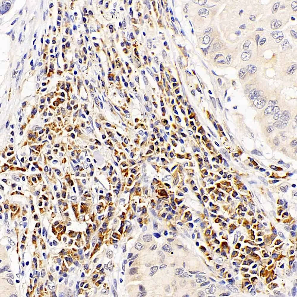 CASP1 Polyclonal Antibody - image 2