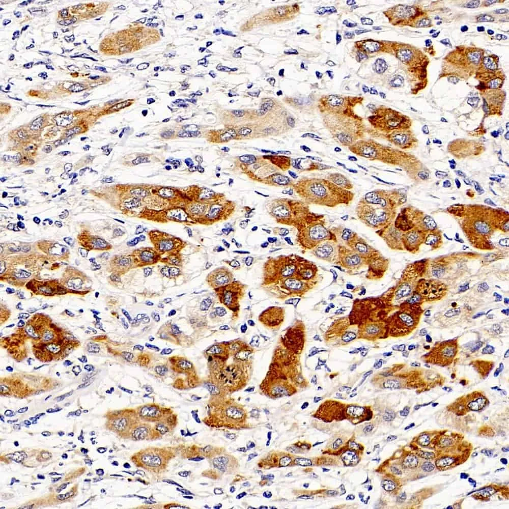 CASP1 Polyclonal Antibody - image 3