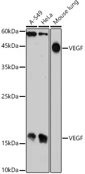 VEGF Polyclonal Antibody - image 1