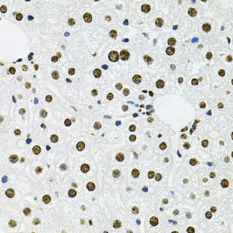 MCL1 Polyclonal Antibody - image 2