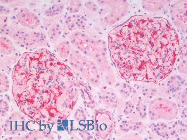 Vimentin Polyclonal Antibody - image 4