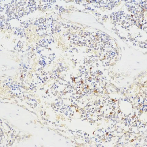 BGLAP Polyclonal Antibody - image 1