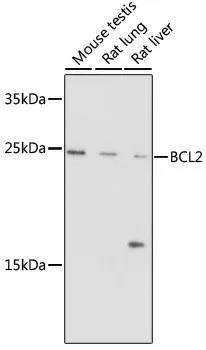 Bcl-2 Polyclonal Antibody - image 1